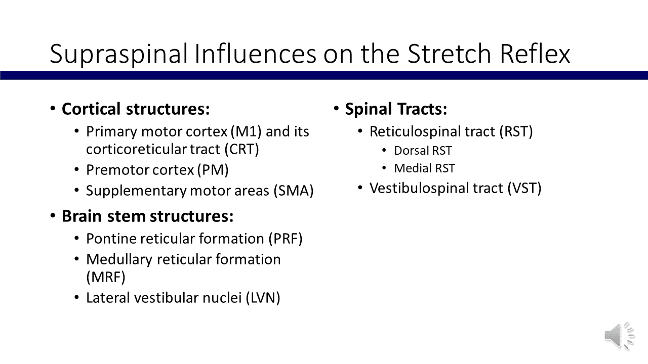 Supraspinal Influences on the Stretch Reflex I - World Stroke Academy